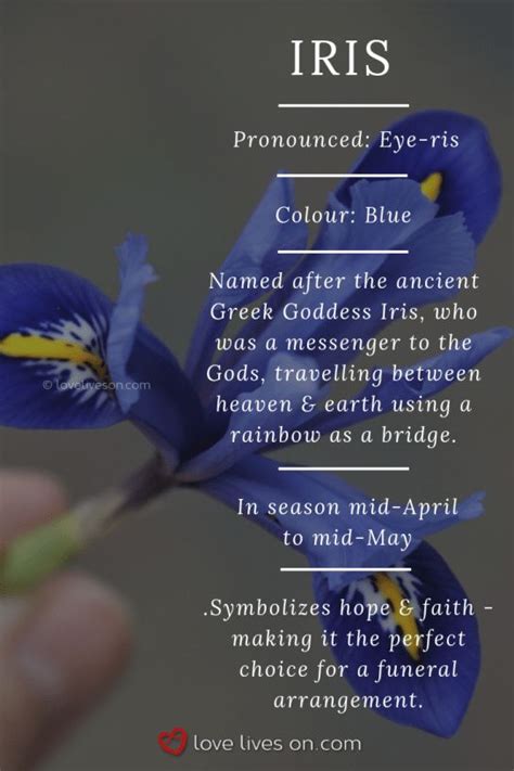 blueiris|blue iris color meaning.